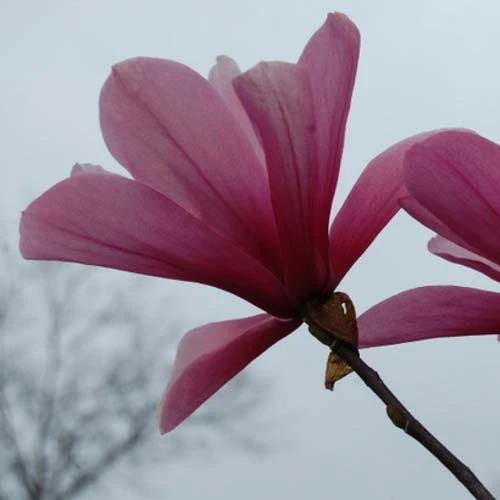 Magnolia Galaxy 8 Magnolia Galaxy - Image 6