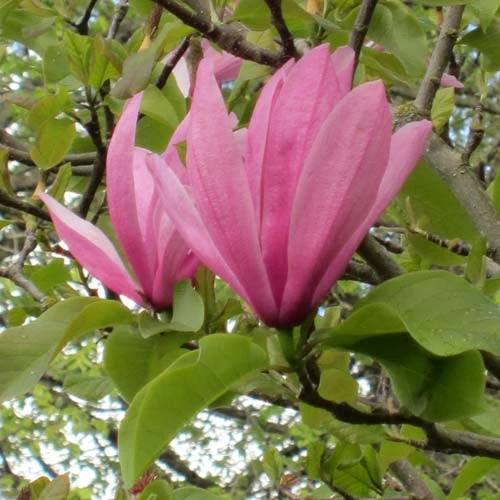 Magnolia Galaxy 3 Magnolia Galaxy