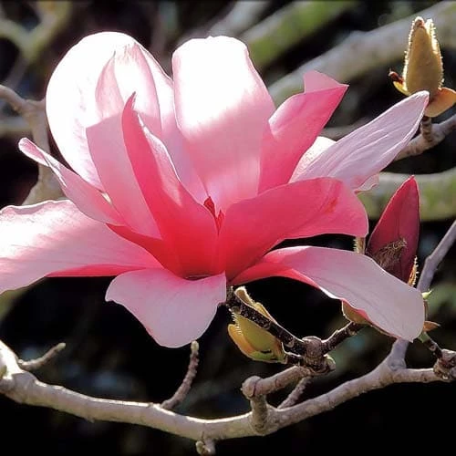 Magnolia Galaxy 4 Magnolia Galaxy - Image 2