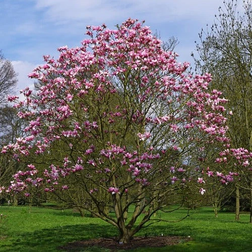 Magnolia Liliiflora X Campbellii Star Wars 3 Magnolia Liliiflora X Campbellii Star Wars