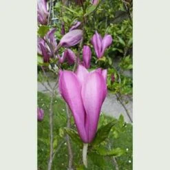 Magnolia Susan -Eco Nest Store Magnolia Susan 1