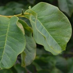 Magnolia Campbellii -Eco Nest Store Magnolia cambellii 02