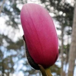 Magnolia Campbellii -Eco Nest Store Magnolia cambellii 04