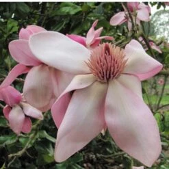 Magnolia Campbellii -Eco Nest Store Magnolia cambellii 06