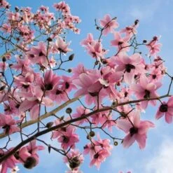 Magnolia Campbellii -Eco Nest Store Magnolia cambellii 10