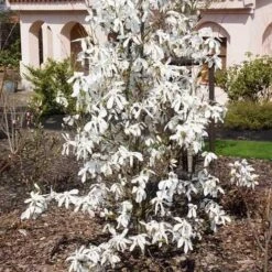 Magnolia X Kewensis Wada's Memory -Eco Nest Store Magnolia kewensis Wada s Memory 03