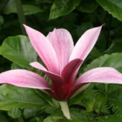 Magnolia Liliiflora Nigra 9 Magnolia Liliiflora Nigra -Eco Nest Store Magnolia liliflora nigra