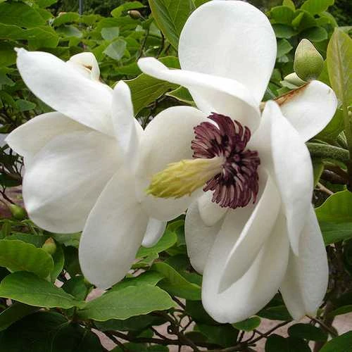 Magnolia Sieboldii 3 Magnolia Sieboldii