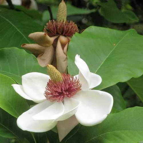 Magnolia Sieboldii 4 Magnolia Sieboldii - Image 2