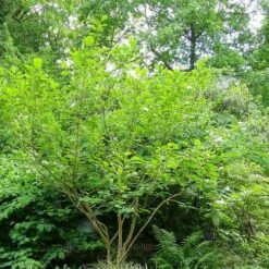 Magnolia Sieboldii 8 Magnolia Sieboldii -Eco Nest Store Magnolia sieboldii 03