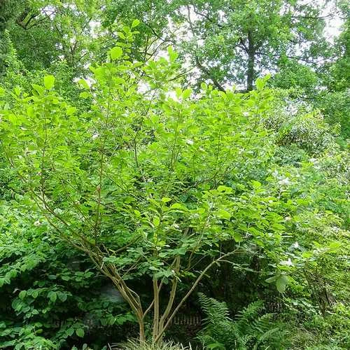Magnolia Sieboldii 5 Magnolia Sieboldii - Image 3