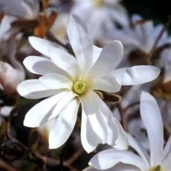Magnolia Stellata -Eco Nest Store Magnolia stellata 02
