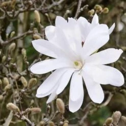 Magnolia Stellata -Eco Nest Store Magnolia stellata 03