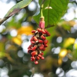 Magnolia Wilsonii -Eco Nest Store Magnolia wilsonii fruit