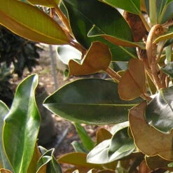 Magnolia Grandiflora Little Gem 7 Magnolia Grandiflora Little Gem -Eco Nest Store MagnoliagrandifloraLittleGem