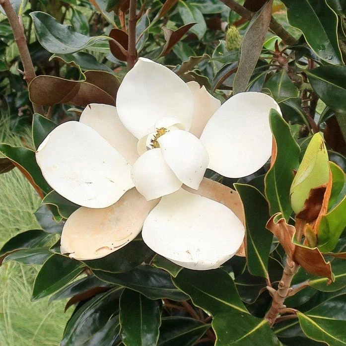 Magnolia Grandiflora Little Gem 3 Magnolia Grandiflora Little Gem