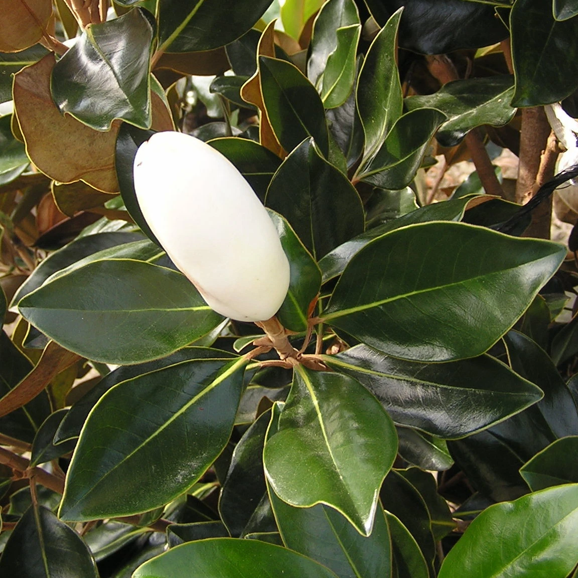 Magnolia Grandiflora Little Gem 4 Magnolia Grandiflora Little Gem - Image 2