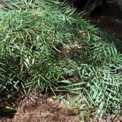 Mahonia Eurybracteata Soft Caress -Eco Nest Store Mahonia eurybracteata Soft Caress 03