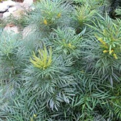 Mahonia Eurybracteata Soft Caress -Eco Nest Store Mahonia eurybracteata Soft Caress 07