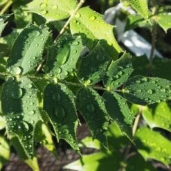 Mahonia X Media Charity -Eco Nest Store Mahonia Charity FF