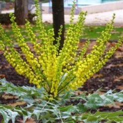 Mahonia X Media Charity -Eco Nest Store Mahonia x media Charity01 eb836189 230f 4e4c b1c6 1ea7e1dc9904