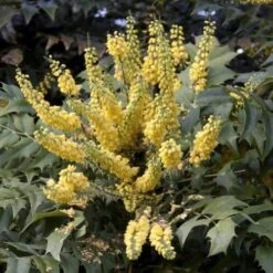 Mahonia X Media Charity -Eco Nest Store Mahonia x media Charity03 03a93019 d9fb 4b50 9486 1292997ecff0