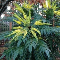 Mahonia X Media Charity -Eco Nest Store Mahonia x media Charity04 c11a2d7f 6402 4621 a74e eac2d1a90e6f