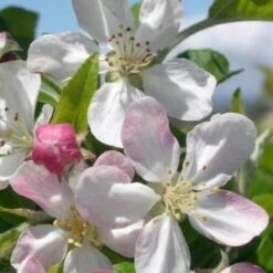 Malus Gorgeous - Flowering Crab Apple -Eco Nest Store Malus Gorgeous blossom