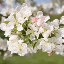 Malus Evereste -Eco Nest Store Malus Evereste 06