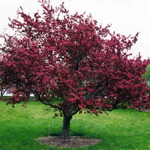 Malus X Moerslandii Profusion Improved - Flowering Crab Apple 4 Malus X Moerslandii Profusion Improved - Flowering Crab Apple - Image 2