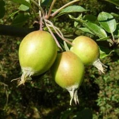 Malus John Downie -Eco Nest Store Malus John Downie 01