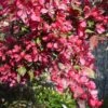 Malus Toringo Scarlett (Scarletta) - Flowering Crab Apple -Eco Nest Store Malus Scarletta 01