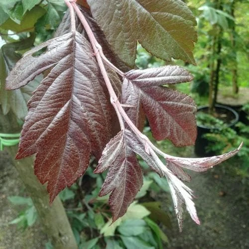 Malus X Moerslandii Profusion Improved - Flowering Crab Apple 6 Malus X Moerslandii Profusion Improved - Flowering Crab Apple - Image 4