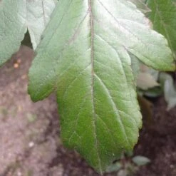 Malus X Moerslandii Profusion Improved - Flowering Crab Apple 8 Malus X Moerslandii Profusion Improved - Flowering Crab Apple -Eco Nest Store Malus improved profusion FF