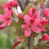Malus Prairie Fire - Flowering Crab Apple -Eco Nest Store Malus prairie fire 01