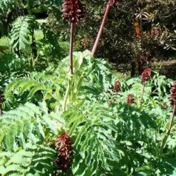 Melianthus Major -Eco Nest Store Melianthus major 01