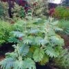 Melianthus Major -Eco Nest Store Melianthus major 02