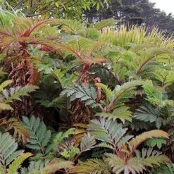 Melianthus Major -Eco Nest Store Melianthus major 05