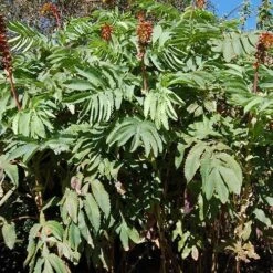Melianthus Major -Eco Nest Store Melianthus major 06