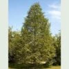 Metasequoia Glyptrostroboides - Dawn Redwood 2 Metasequoia Glyptrostroboides - Dawn Redwood -Eco Nest Store Metasequoia glyptostroboides 01