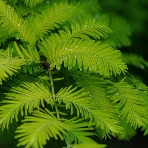 Metasequoia Glyptrostroboides Gold Rush 3 Metasequoia Glyptrostroboides Gold Rush