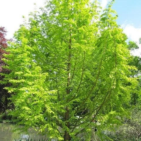Metasequoia Glyptrostroboides Gold Rush 5 Metasequoia Glyptrostroboides Gold Rush - Image 3