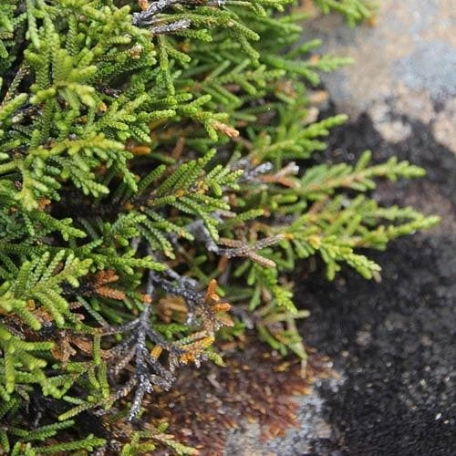 Microcachrys Tetragona - Creeping Strawberry Pine 4 Microcachrys Tetragona - Creeping Strawberry Pine - Image 2