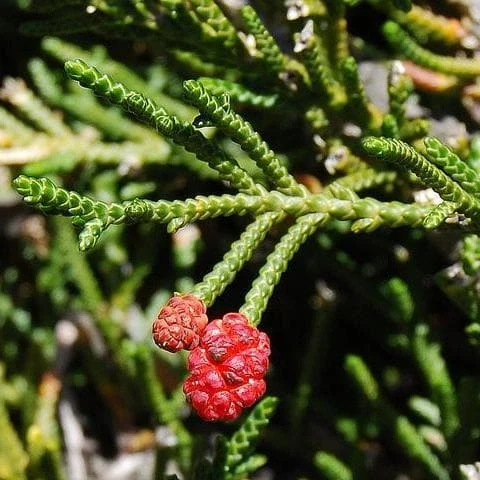 Microcachrys Tetragona - Creeping Strawberry Pine 3 Microcachrys Tetragona - Creeping Strawberry Pine