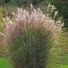Miscanthus Sinensis Morning Light -Eco Nest Store Miscanthus sinensis Morning Light 01