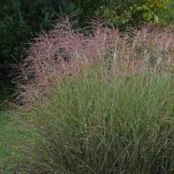 Miscanthus Sinensis Morning Light -Eco Nest Store Miscanthus sinensis Morning Light 02