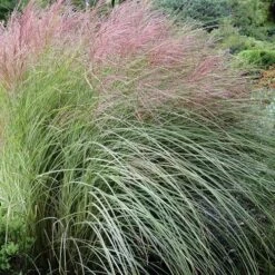 Miscanthus Sinensis Morning Light -Eco Nest Store Miscanthus sinensis Morning Light 03