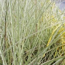 Miscanthus Sinensis Morning Light -Eco Nest Store Miscanthus sinensis Morning Light 05