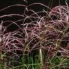 Miscanthus Sinensis Malepartus