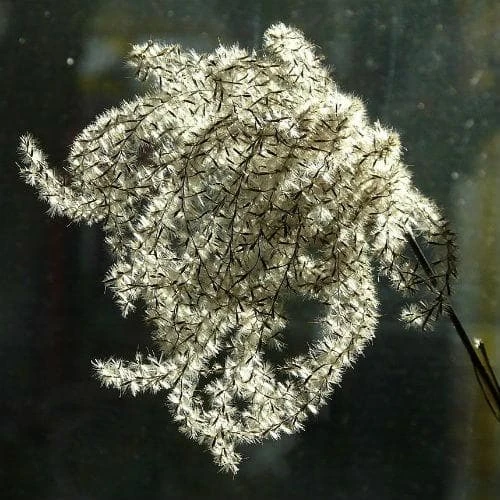 Miscanthus Sinensis Malepartus 4 Miscanthus Sinensis Malepartus - Image 2